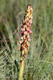 Image result for Satyrium schimperi