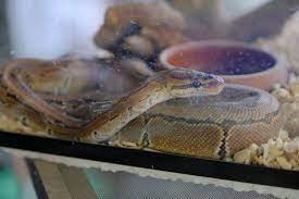 Check spelling or type a new query. 9 Reasons Why Buying A Snake Is A Terrible Idea Peta
