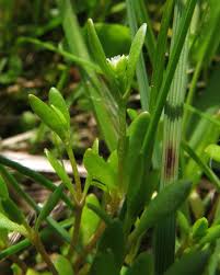 Image result for Montia