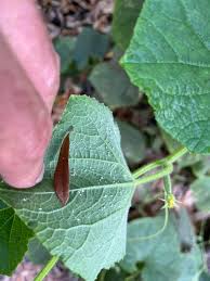 Image result for whitefly in cucumber