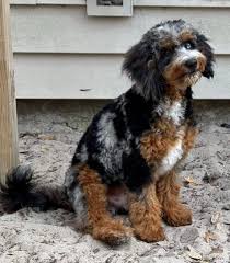 Texas Hill Country Sheepadoodles & Bernedoodles