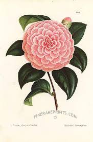 Camellia Caprioli Botanical Art Antique Botanical Print Botanical Drawings