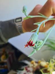 Image result for Kleinia abyssinica