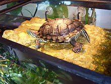 red eared slider wikipedia