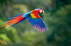 Nah, disini anda bisa melihat langsung gambar burung yang populer di sosial media. 10 Burung Paling Cantik Di Dunia Ada Yang Dari Indonesia Lho