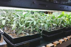 Maybe you would like to learn more about one of these? Material Matters Seed Tray Wicking Mat Garden Culture Magazine