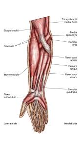 I'd read about the extensors and flexors of the forearms, but i'm confused about. What Is The Brachialis Muscle How To Train Them For Bigger Arms