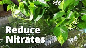 Photo of a traditional front yard concrete paver pond in new orleans. Adding Pothos To Improve Water Quality And Reduce Nitrates Youtube