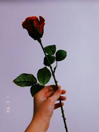 Insan Insana Soyleyemediklerinden Ibarettir Alinti Alintilisozler Sozler Anlamlisozler Gul Cicek Fotograf Wallpaper Duvarkagid Guller Cicek Fotograf