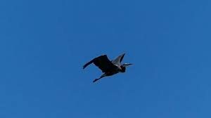 And whenever i see it flying overhead these days, i thank it for reminding me to stay on my unique path. Great Blue Heron Flying On Lake Erie Slow Motion 120 Fps High Speed Video Youtube
