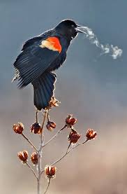 Red Winged Blackbird So Cold You Can See His Song Birds Beautiful Birds Animals Beautiful