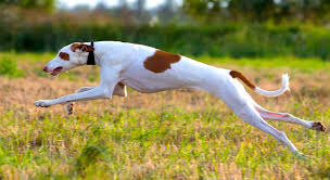 Feel free to browse hundreds of active classified puppy for sale listings, from dog breeders in pa and the surrounding areas. 5 Things To Know About Ibizan Hounds