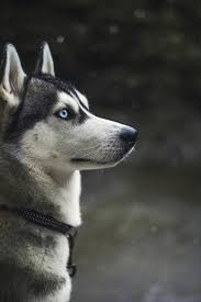 Ikwt Luna Amber Mills Chiot Husky Photographie De Chien Chien Husky