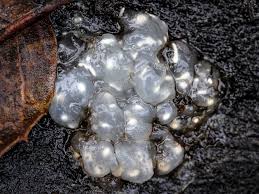 Image result for Exidia nucleata