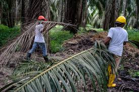 This work permit enables foreign workers to take up employment under a contract of service with an organization in malaysia. Malaysia Cuts Foreign Workers Sparking Labor Shortage Fears Bloomberg