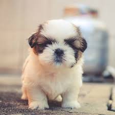 Maybe you would like to learn more about one of these? Susse Hunde 5 Wunderbare Bilder
