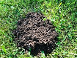 These molehills appear all over, as the creatures dig underground to find insects. Mole Matters How To Get Rid Of These Lawn Digging Animals
