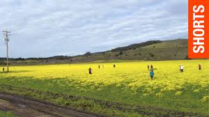 Half moon bay, ca 94019. Field Of Yellow Buttercup Flowers In Half Moon Bay Shorts Youtube