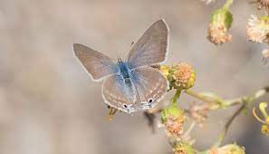 Especie Canela Estriada Insects Moth Animals