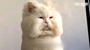 서양야동 고양이 박제와 a 수탉. Sbs Tvë™ë¬¼ë†ìž¥xì• ë‹ˆë©€ë´ ë„¤ëª¨ ê³ ì–'ì´ ê°•í˜¸ë™ëƒ¥ì´ë¡œ ìœ ëª…í•œ ê³ ì–'ì´ ë§ìˆ™ì´ë¥¼ ì§ì ' ë§Œë‚˜ë³´ì•˜ìŠµë‹ˆë‹¤ Facebook