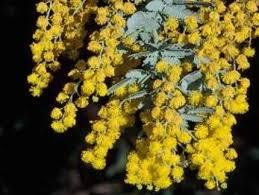 Image result for Acacia baileyana
