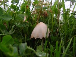 Image result for Conocybe lactea