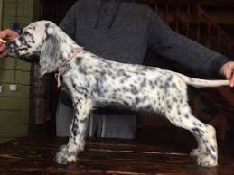 Find your perfect puppy here today. English Setter For Sale In The City Of St Petersburg Russian Federation Price 542 Announcement 1272