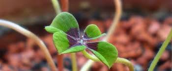 Epingle Sur Des Plantes Pour Mon Jardin