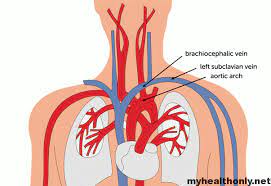 Brachiocephalic Vein Anatomy Function Tributaries Of The Veins