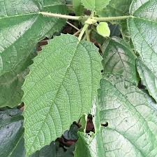 Image result for Boehmeria nivea