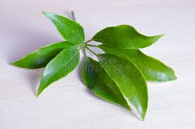 Image result for Araliaceae