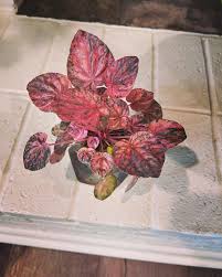 Laura Peeples-Bridges (@larlarsgarden) • Instagram photos and videos