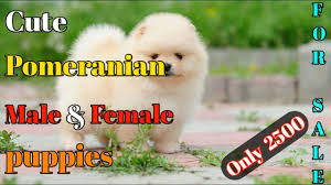 Animals friend zone 168,114 views Cute Pomeranian Available For Sale Pomeranian Puppies For Sale In Delhi Ncr Gwalior Dog Market Youtube
