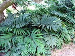 Image result for Stangeriaceae