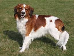 Van huis uit is het kooikerhondje een werkhond: Nederlandse Kooikerhondje Dog Breeds Family Dogs Breeds Sporting Dogs Breeds