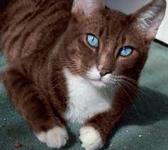 Beige, small, fluffy cute kitten on a ball of soft threads. Didine02 On Twitter Brown Cat Cat With Blue Eyes Fluffy Animals