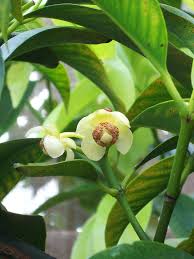 We did not find results for: Achacha Facts And Health Benefits