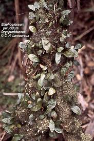 Image result for Elaphoglossum spathulatum