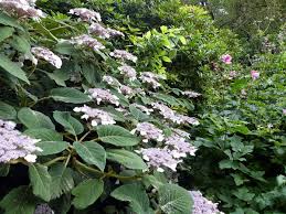 Hier finden sie zudem alle informationen bzgl. Samthortensie Garten Von Ehren Hydrangea Sargentiana 60 80 Cm Hoch Blumen Pflanzen Garten Suenaacampo Com