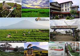 Kebun teh updated their cover photo. Perkebunan Teh Kayu Aro Kerinci Tertua Di Indonesia Duaistanto Journey
