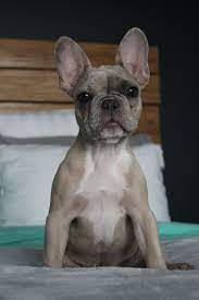 Blue Fawn Merle Merle French Bulldog French Bulldog Bulldog