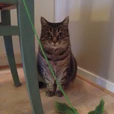 But other cancers can form and grow undetected for 10 years or more. Has Anyone Operated On A Cat With Cancer A Second Time More Info In The Comments Cats