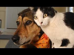 Последние твиты от cats and dogs (@catsanddogsuk). Funny Cats And Dogs Compilation Youtube