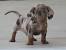 Dapple Miniature Dachshund Short Hair