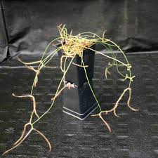 Image result for Deverra denudata