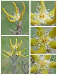 Image result for Orbea rogersii