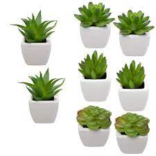 Check spelling or type a new query. Buy Home Trends Set Of 8 Green Succulents Artificial Mini Succulent Plants Faux Succulents Potted In White Ceramic Pots Online At Low Prices In India Amazon In