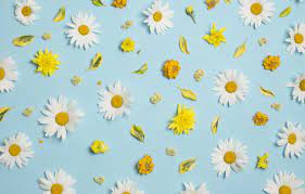 Free hd blue yellow abstract wallpapers. Wallpaper Flowers Chamomile White Chrysanthemum Yellow Flowers Background Blue Background Camomile Floral Images For Desktop Section Cvety Download