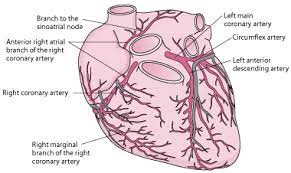 The heart requires a continuous supply of oxygen to function and survive, much like any other tissue or organ of the body. Overview Of Coronary Artery Disease Cardiovascular Disorders Msd Manual Professional Edition