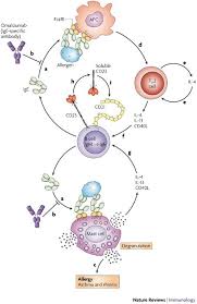 Related Image Immunology Hypersensitivity Immune System